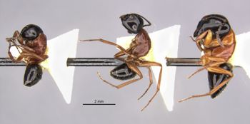Media type: image;   Entomology 28843 Aspect: habitus lateral view